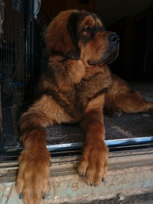 Bod Khyi Sierras Tsho Xanthe 8.5 months old. Thanks to owner Kristina Sherling for the picture. Bod Khyi Sierras Tsho Xanthe 8.5 months old. Thanks to owner Kristina Sherling for the picture.