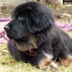 Bod Khyi Sierras Tsho Kieron 4 months 1 week  P1540574