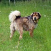 Disa P1570026