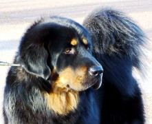 Bod Khyi Sierras Tsho Koori 1 year old Bod Khyi Sierras Tsho Koori 1 year old