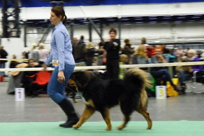 Hund 2015 med Maria i ringen. Hund 2015 med Maria i ringen.