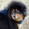 Humla head P1630032