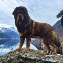 Golli 1 year 5 months old.Thanks C. Stana for this picture! Golli 1 year 5 months old.Thanks C. Stana for this picture!