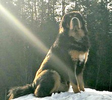 Kaluha 1m 5 years old. Thanks Thord for this lovely picture of King of the hill!