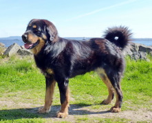 Koori 1,5 years old. Koori 1,5 years old.