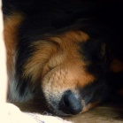 Humla asleep in dogshouse P1650569
