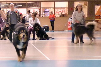 Tibethund. Humla running in Best Bitch class. In background her mother(s)