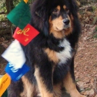 Humla and the prayerflags P1690008
