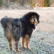 Humla thick fur P1690064