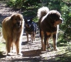 Bod Khyi Skarma Herkules to the right. Thanks tp Lars Zimmerman foor this picture! Here Herkules/Magnus is 4,5 years old