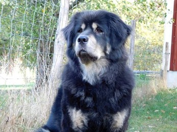 Bod Khyi Dom Ursa 7 years and 9 months old. Thanks to Klastorpets kennel for letting me use this picture. Bod Khyi Dom Ursa 7 years and 9 months old. Thanks to Klastorpets kennel for letting me use this picture.