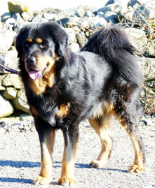Koori 2 år 4 mån gammal. Koori 2 år 4 mån gammal.