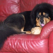 Humla in sofa P1690474