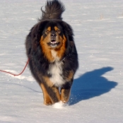 Humla happy  in snowP1690767