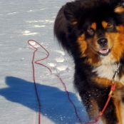Humla happy in snowP1690764