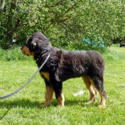 Bacchus 4,5 month old