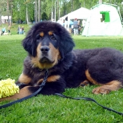 Bacchus 4,5 months old