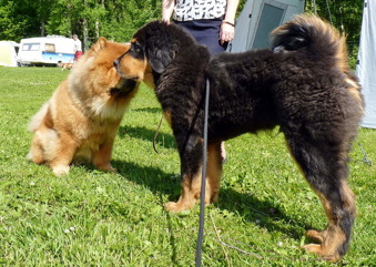 Bacchus minglar med Chow Chow före utstälning i Bastmora 17 /6 2017 Bacchus minglar med Chow Chow före utstälning i Bastmora 17 /6 2017