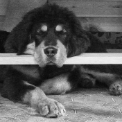 Sleeping under table 