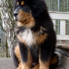 Humla sitting 