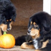 Bacchus and Humla and pumpkinP1750695