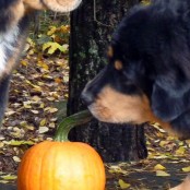 Bachus stealing pumpkin from Humla P1750673