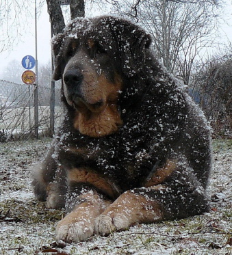 Durettos Snow-Crisp / Asti
