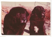 Kipu and Kalu from 1979. Photo R. Eichhorn