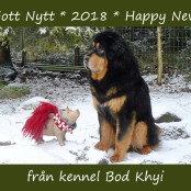 Kennel New Year Card 