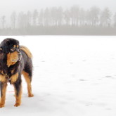 Bacchus on snowy field 