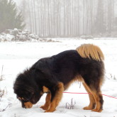 Bacchus on snowy field
