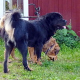 Disa and Taiyang