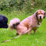 Disa and Taiyang. 