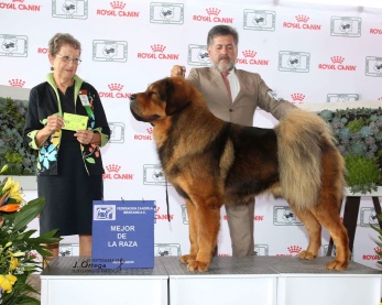 Bod Khyi Sierras Tsho Xanthe BOB in Mexico (2 years 10 months old). Thanks Alfredo Brener for this picture! Bod Khyi Sierras Tsho Xanthe BOB in Mexico (2 years 10 months old). Thanks Alfredo Brener for this picture!
