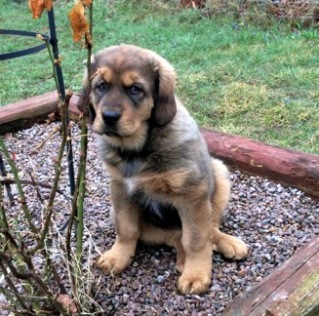 Bod Khyi Ser Midas 11 weeks Bod Khyi Ser Midas 11 weeks