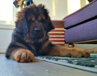 Bod Khyi Ser Kalden 9 weeks Bod Khyi Ser Kalden 9 weeks