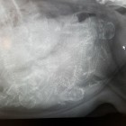x ray 27145218_10213997076574670_1128426115_o