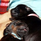 light blue and pink Bod Khyi Ser 5 days IMG_9495