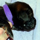 lilac 1 week old P1010190
