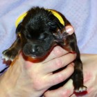 yellow 1 week oldP1010212