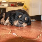 brown IMG_9788