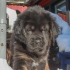 green Bod Khyi Ser 54 days IMG_9863_preview