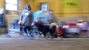 2017 11 12 Hundklubbens utställning i Surahammar. 2017 11 12 Hundklubbens utställning i Surahammar.