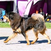 SNKK dogshow P1070688