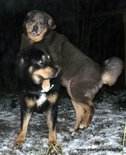 Polaris Tibetan mastiff kennel Bod Khyi