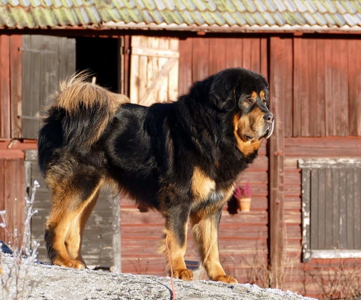 Bacchus 1 11 months old Bacchus 1 11 months old