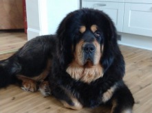 Bod Khyi Sierras Tsho Kaluha 4 years old. Photo: T Sandström Bod Khyi Sierras Tsho Kaluha 4 years old. Photo: T Sandström