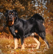 Bod Khyi Sierras Tsho Koori. 4 years old. Photo: Sanna Sander Bod Khyi Sierras Tsho Koori. 4 years old. Photo: Sanna Sander