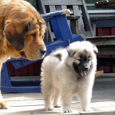 2018 08 18 Disa and Midas 