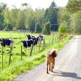2019 09 19 Saffran and cows